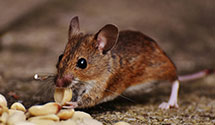 24 Hour & Emergency Exterminators in North Haledon, NJ